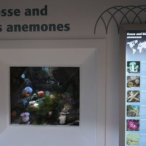 Gosse and His Anemones