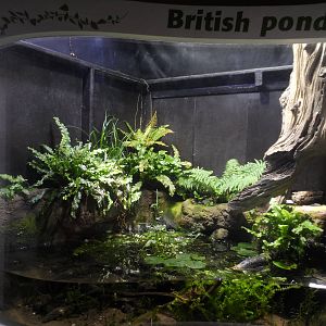 British Pond
