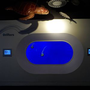 Drifters: Jellyfish Exhibit