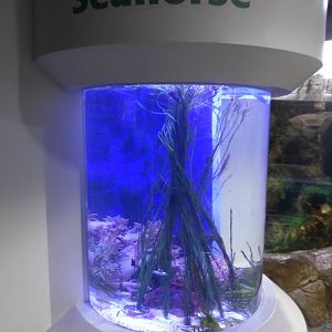 Seahorse Tank