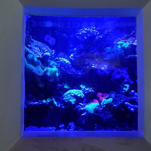 Bioluminescent Coral Display
