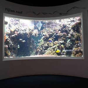 Fijian Reef