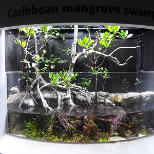 Caribbean Mangrove Swamp