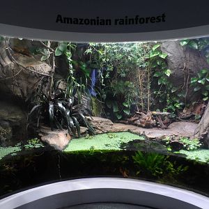 Amazonian Rainforest