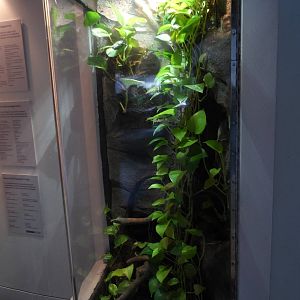 Amazon Milk Frog Terrarium