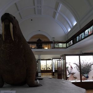 Natural History Collections