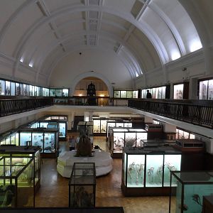 Natural History Collections