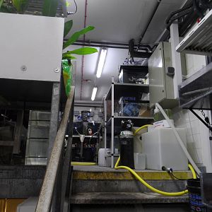 Behind-the-Scenes (Project Coral)