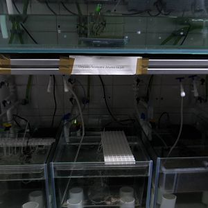 Behind-the-Scenes (Project Coral)