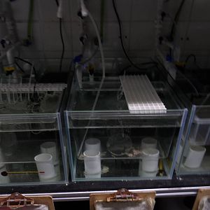 Behind-the-Scenes (Project Coral)