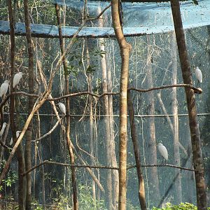 Vinpearl Safari - Cattle Egret