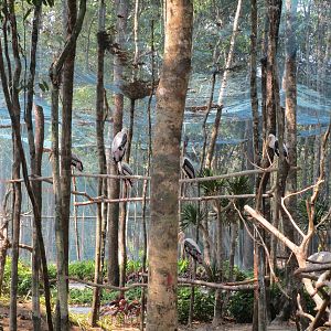 Vinpearl Safari - Painted Stork