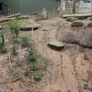 Guniea baboons enclosure 6-3-16
