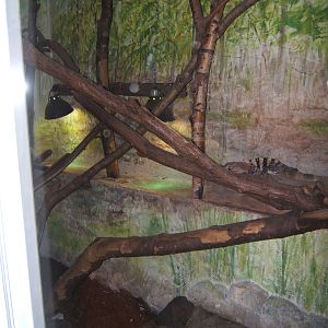 View of part of the Green Iguana exhibit in the Snake room
