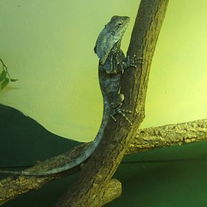 Frilled Dragon