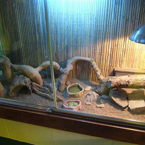 View of Bearded Dragon exhibit