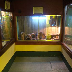 View inside Lizard room