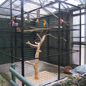 Blue and Yellow Macaw