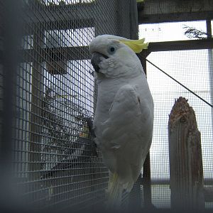 Greater Sulphur-crested Cockatoo