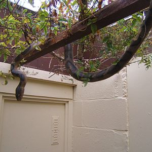 Fake snake in Butterfly House