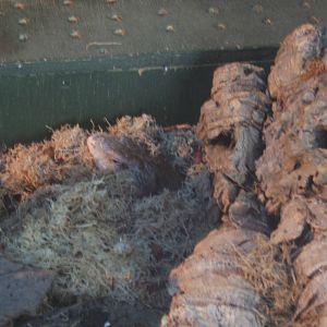 Irian Jaya Blue-tongued Skink