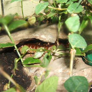 Vietnamese Giant Centipede (Scolopendra dehanni)