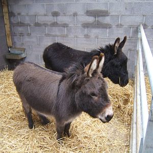 Miniature Donkeys