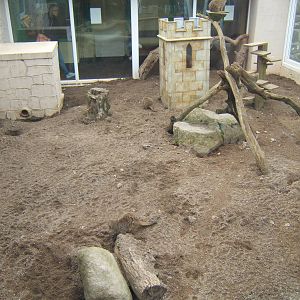 View of Meerkat enclosure