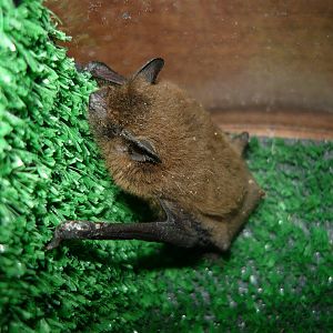Nathusius's pipistrelle (Pipistrellus nathusii)