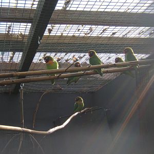 Black-cheeked Lovebirds