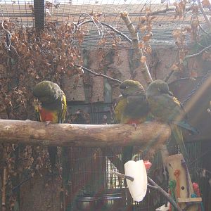 Patagonian Conures