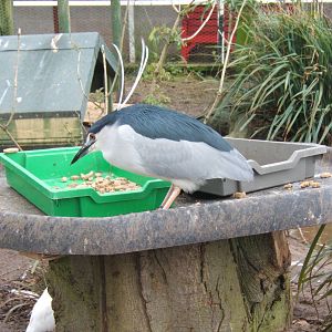 Black-crowned Night Heron