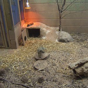 Yellow Mongoose in what was the Fennec Fox exhibit