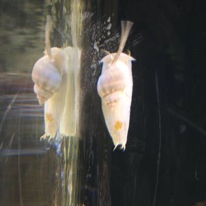 Marine Snail no idea what species