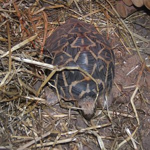 Indian Star Tortoise