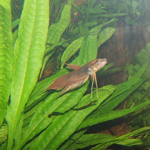 Fish in Monsoon Forest,not labelled so no id
