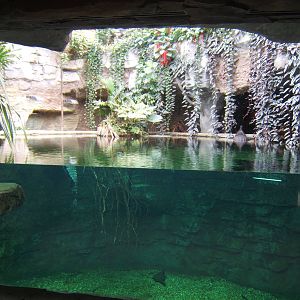 View of Tomistoma exhibit
