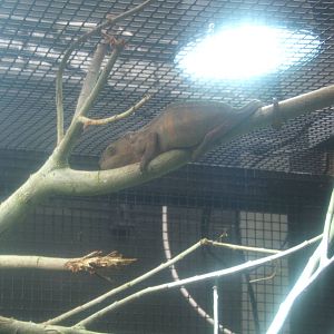 A very un-happy Panther Chameleon