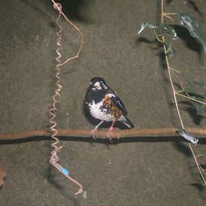 Chestnut-backed Thrush