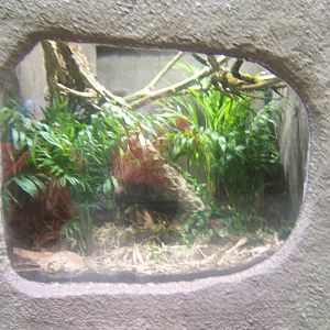 A re-furbed viv in RORA