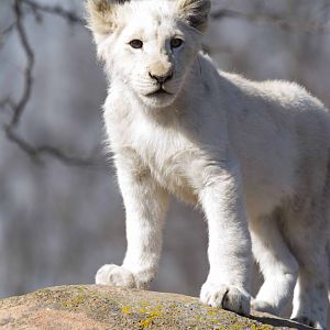 White Lion cub