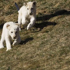 White Lion cub chase
