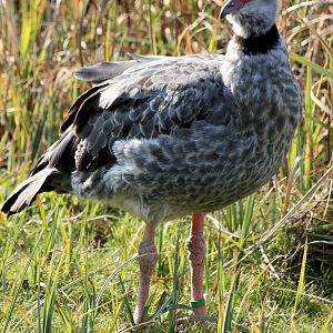 Southern screamer; WWT Barnes; 13th March 2016