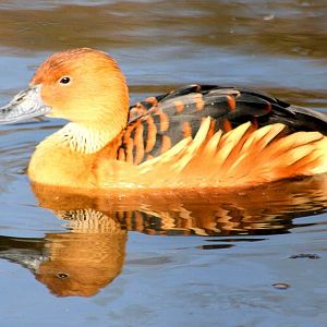 Fulvous whistling duck; WWT Barnes; 13th March 2016