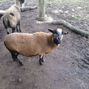 Cameroon Sheep