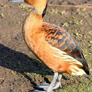 Fulvous whistling duck; WWT Barnes; 13th March 2016