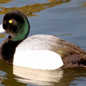 Greater scaup; WWT Barnes; 13th March 2016