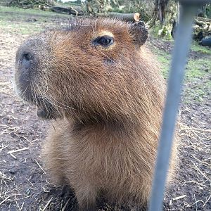 Capybara