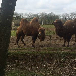 Bactrian Camels