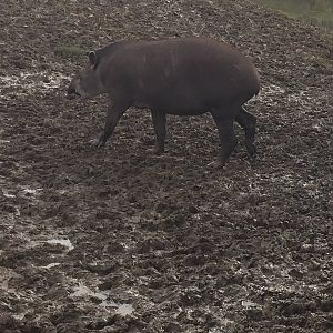 South American Tapir